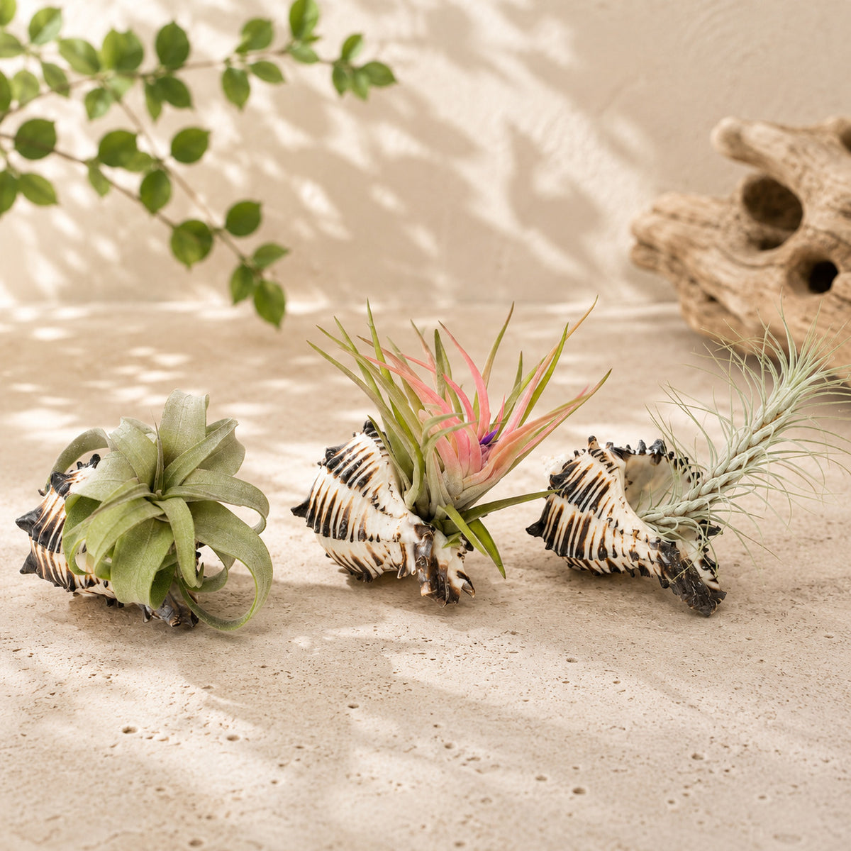 Set of 3 Black Murex Seashells with Tillandsia Air Plants