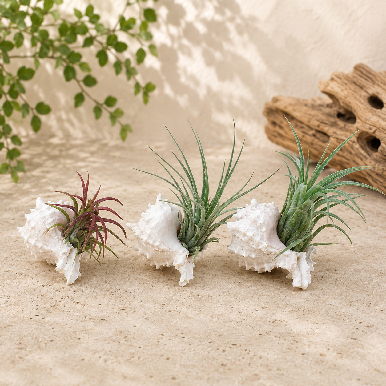 air plants succulents Tillandsia Air Plants in Pink Murex Seashells, Set of 3 Living Decor by Succulents Box