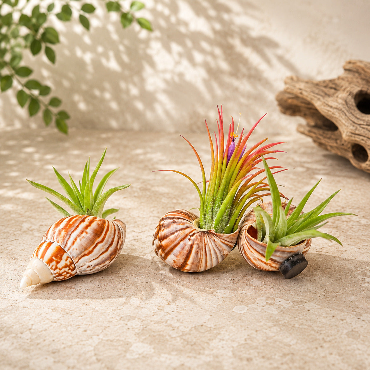Seashell Magnets with Tillandsia Air Plants, Set of 3 Easy Care