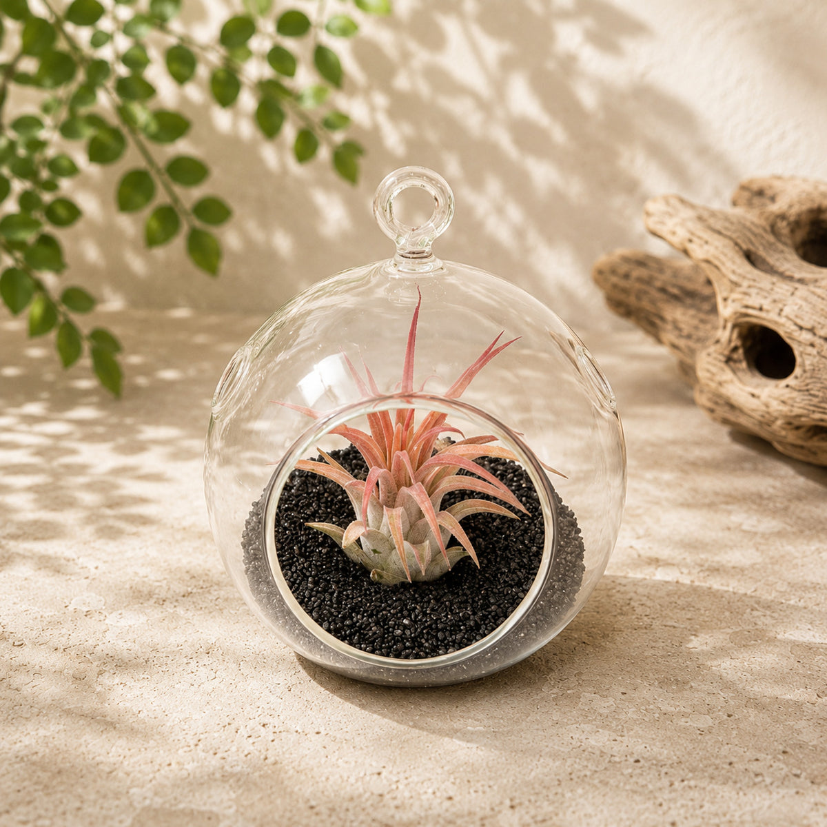 Mini Hanging Flat Bottom Beach Terrariums with White or Black Sand