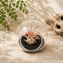 Mini Hanging Flat Bottom Beach Terrariums with White or Black Sand