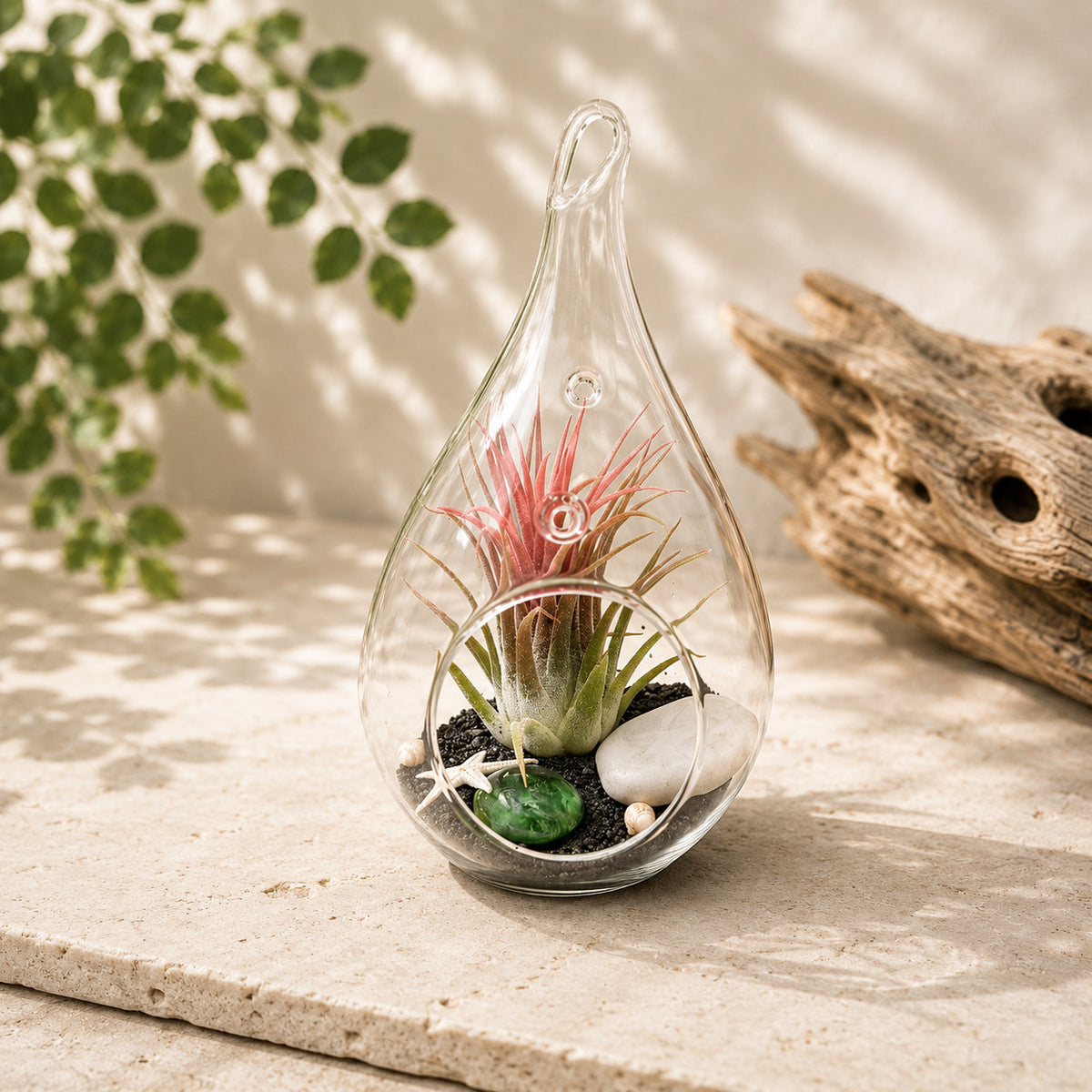 beach succulents Teardrop Beach Terrarium with Black Sand, Striking Succulent Display