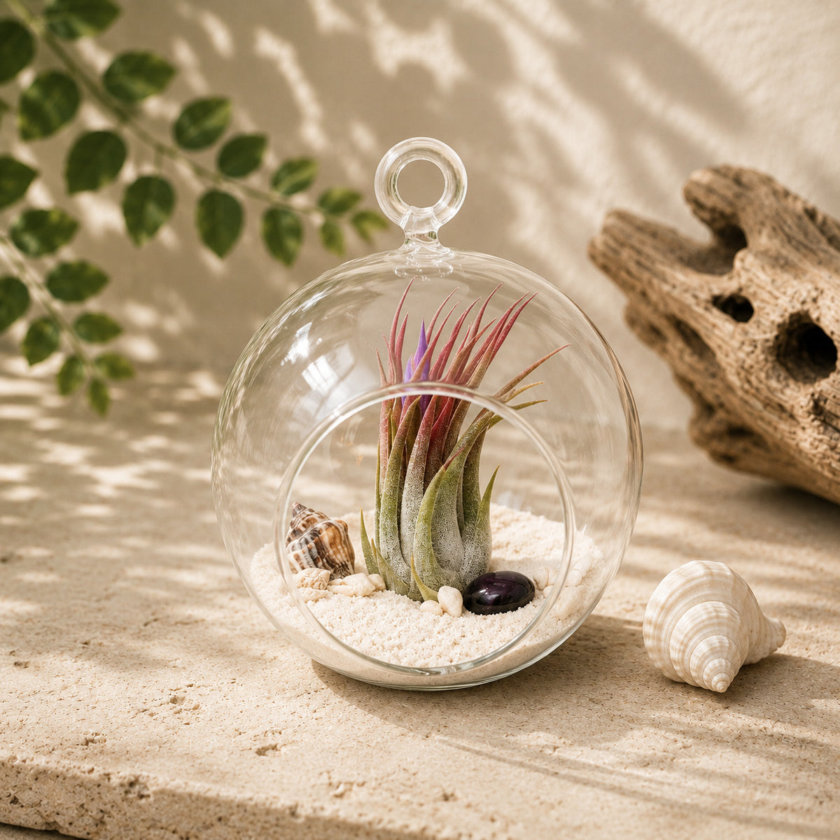 Beach Terrarium in Flat Bottom Globe with White Sand and Tillandsia Ionantha