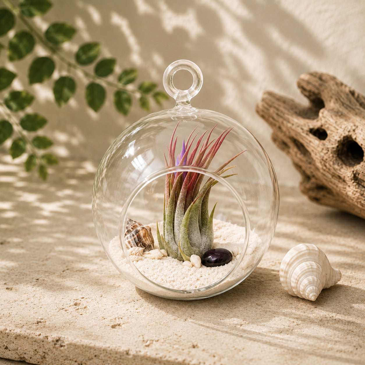 Beach Terrarium in Flat Bottom Globe with White Sand and Tillandsia Ionantha