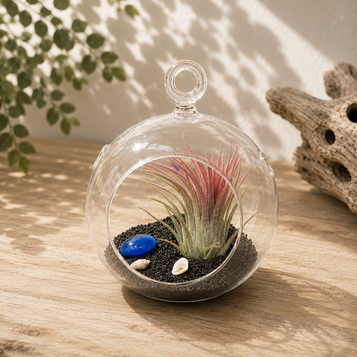 air plant terrarium globe Beach Terrarium Flat Bottom Globe with Black Sand and Ionantha by Succulents Box