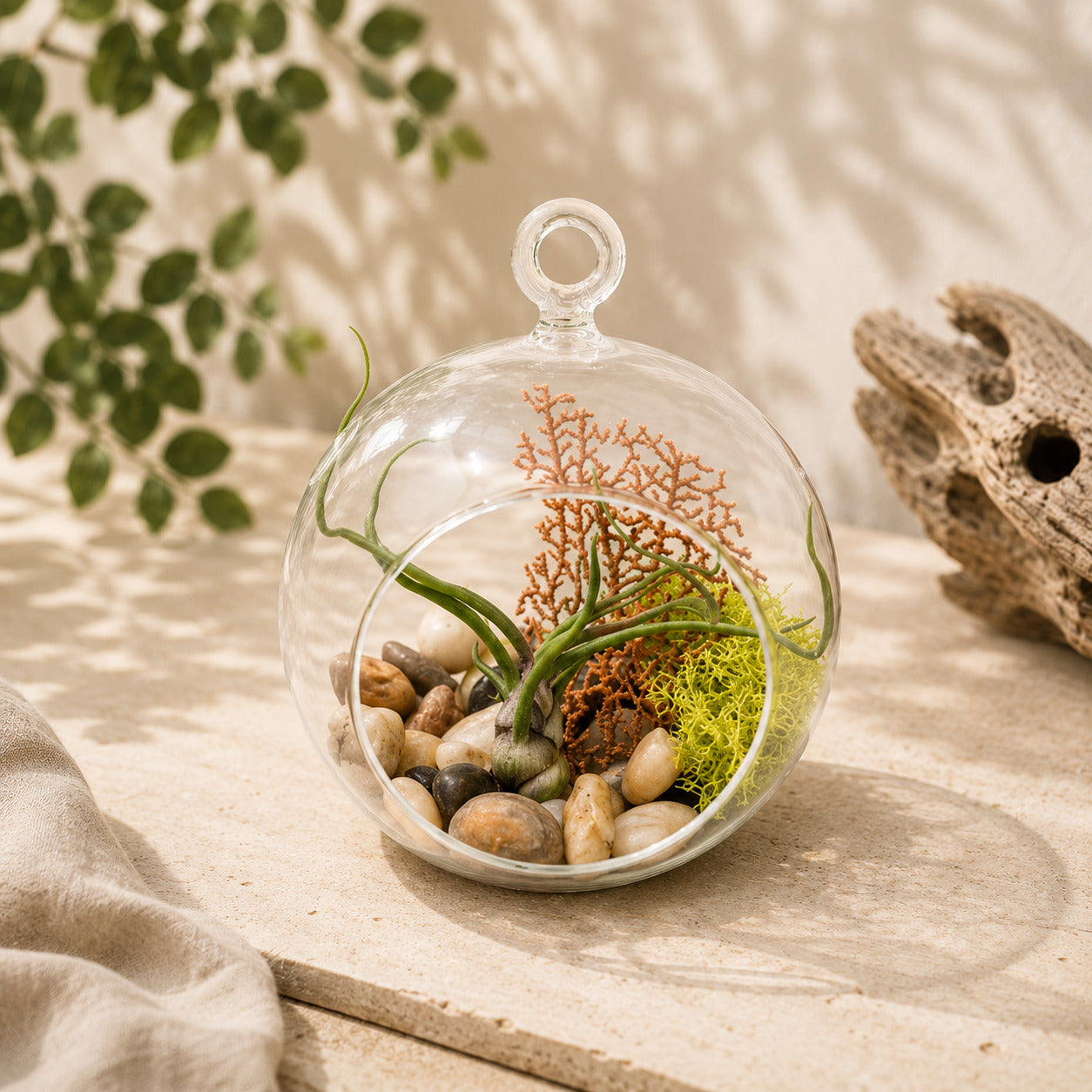 Hanging Tillandsia Bulbosa Seafan Terrarium with Flat Bottom