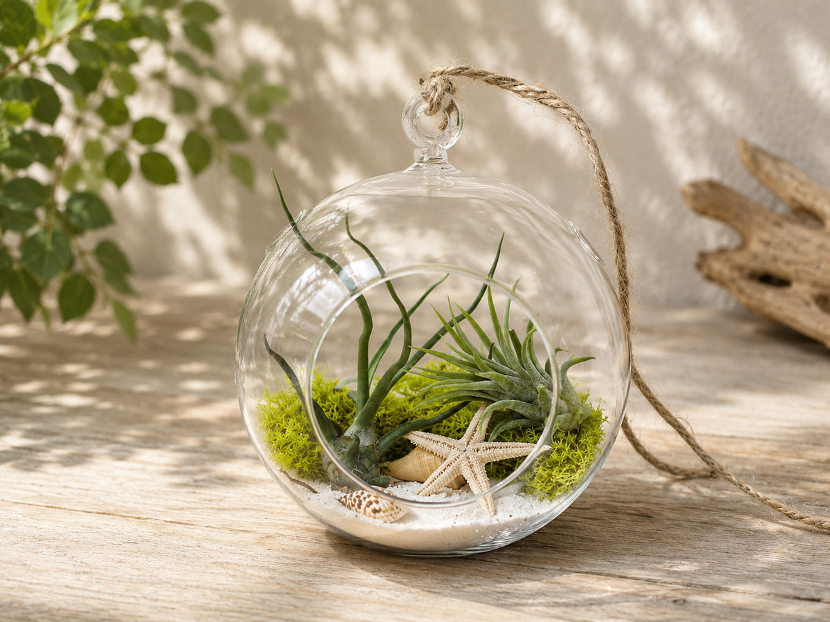 Seascape Terrarium with Tillandsia Bulbosa Guatemala and Ionantha