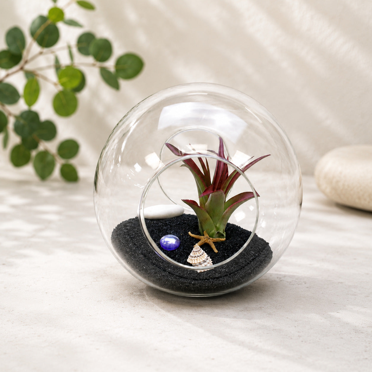Large Beach Terrarium with Assorted Tillandsia Air Plant & Black Sand