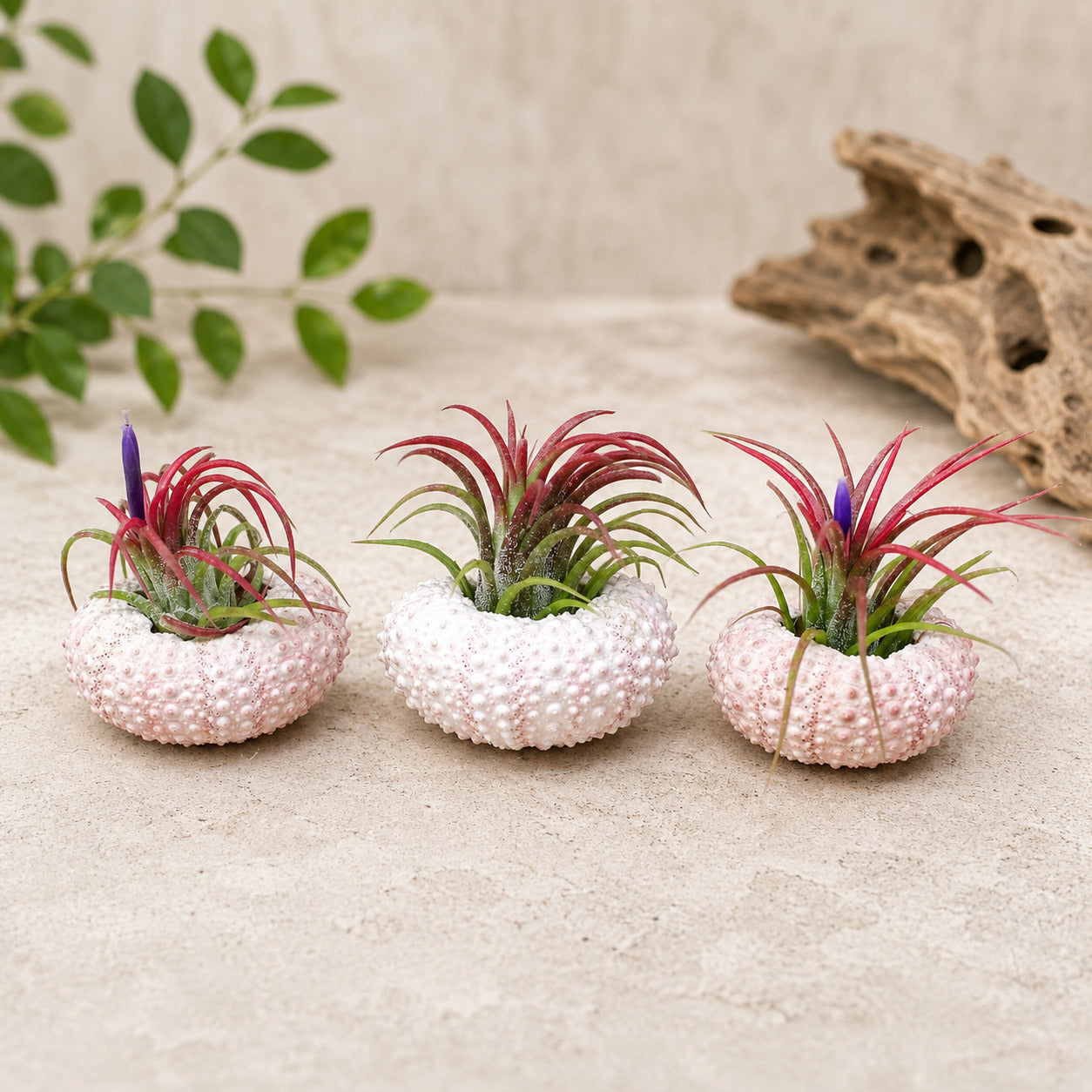 Set of 3 Pink Urchins with Tillandsia Air Plants for sale, live tillandsia air plant arrangement, beach themed home decor plants, natural pink sea urchin air plant holders, tropical tillandsia display set, coastal botanical decor collection, low maintenance indoor air plants