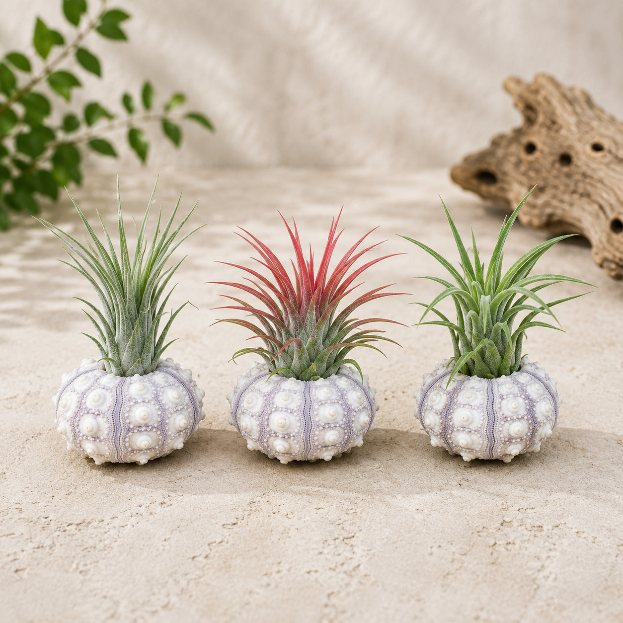 Set of 3 Sputnik Urchins with Tillandsia Air Plants for sale, decorative sea urchin shell planters with live air plants, tropical tillandsia display set, coastal beach themed home decor, natural Sputnik sea urchin air plant holders