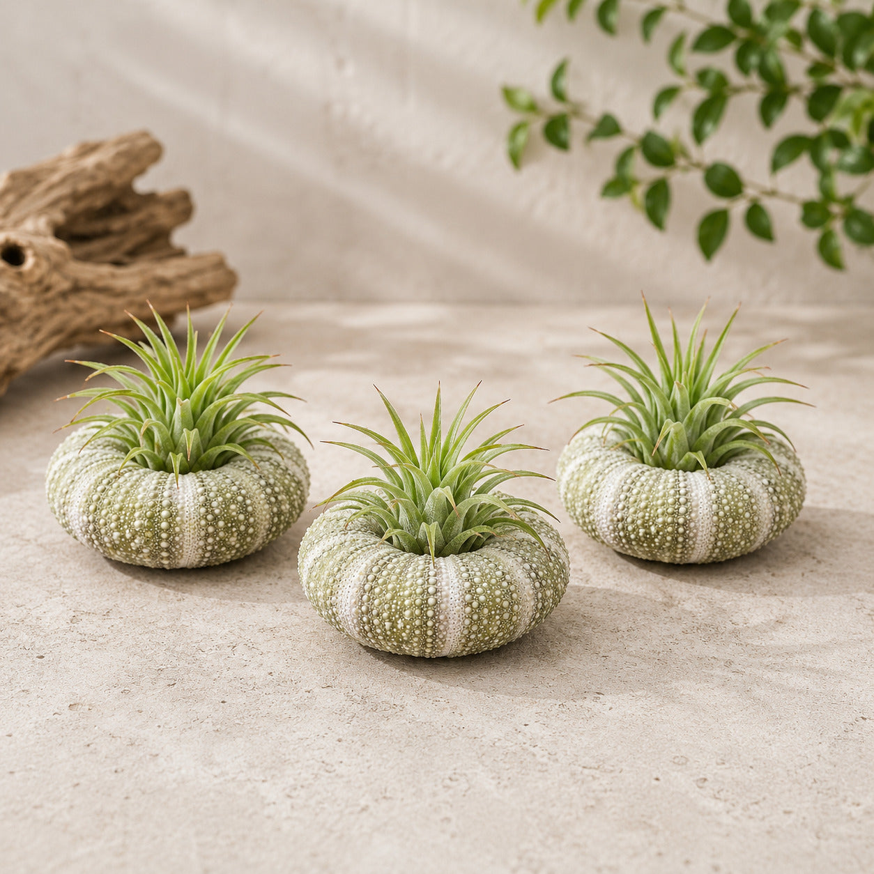 Set of 3 Alfonso Urchins with Tillandsia Air Plants for sale, nautical inspired botanical decor, low maintenance indoor air plants, decorative tabletop air plant centerpiece, ocean inspired home decoration, modern coastal living decor, boho beach style plant display, nursery grown tillandsia air plants