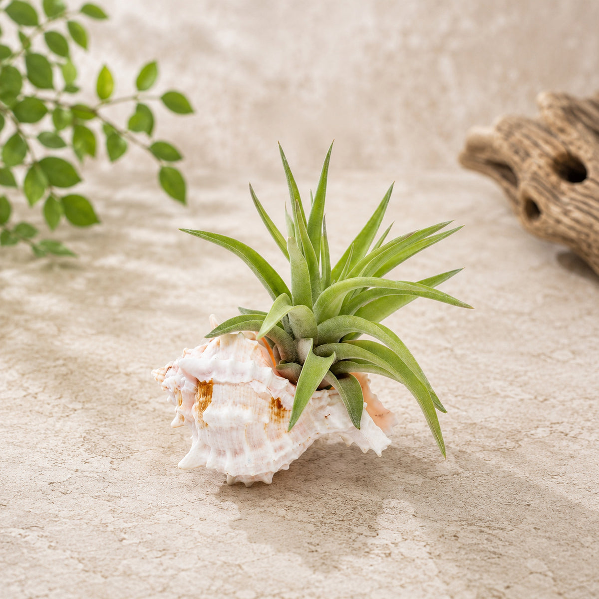 Pink Murex Seashell with Assorted Tillandsia Air Plant