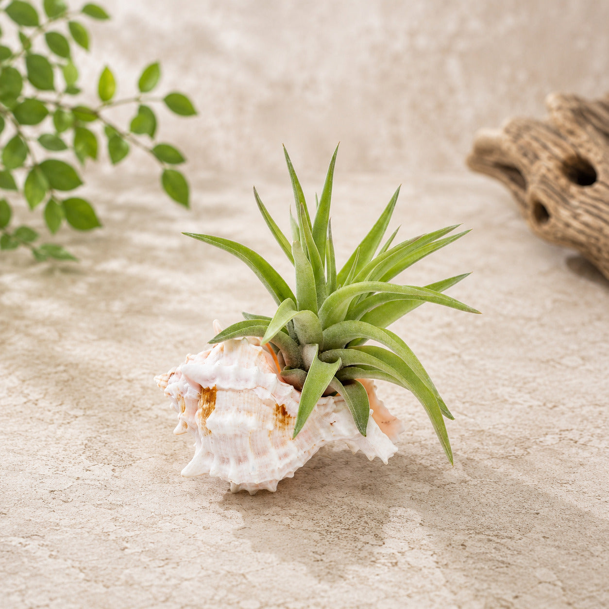 Pink Murex Seashell with Assorted Tillandsia Air Plant