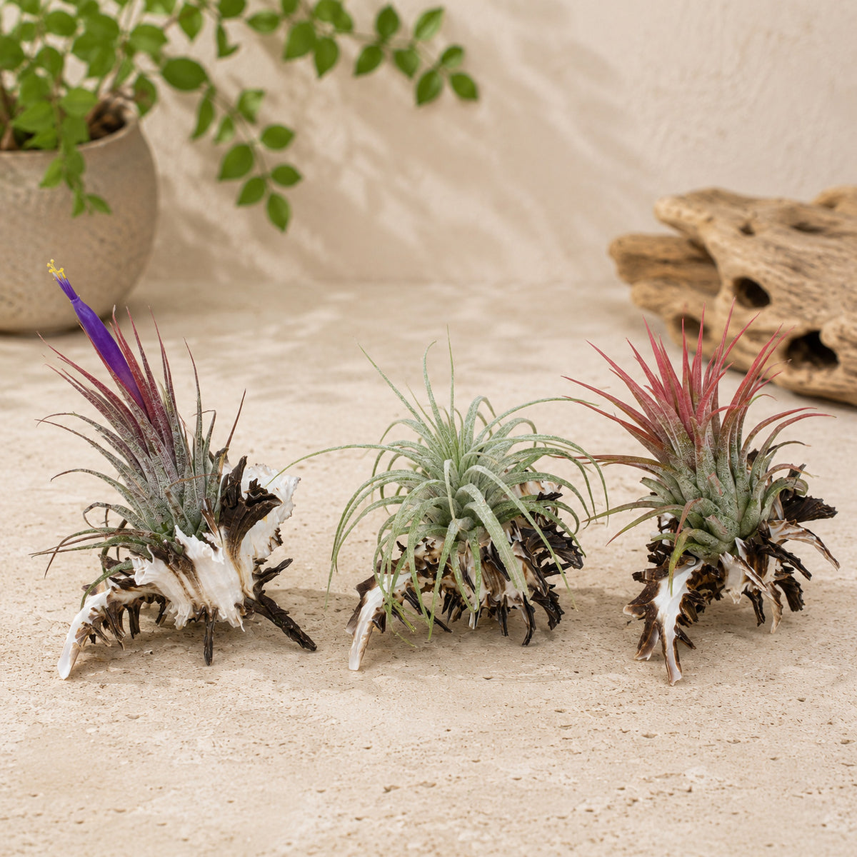 Set of 3 Longspine Murex Seashells with Tillandsia Air Plants