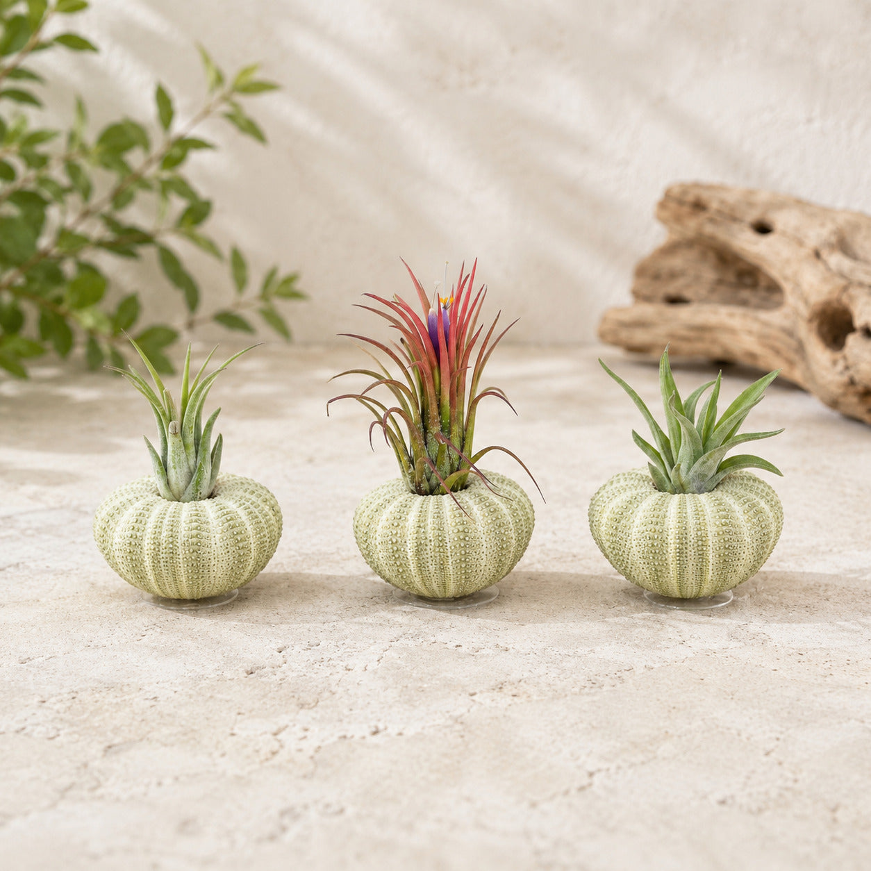 Set of 3 Green Urchins with Tillandsia Air Plants for sale, decorative office desk plant display, elegant coastal centerpiece arrangement, natural beach house decor accent, trendy indoor botanical decor, ornamental tillandsia shell collection