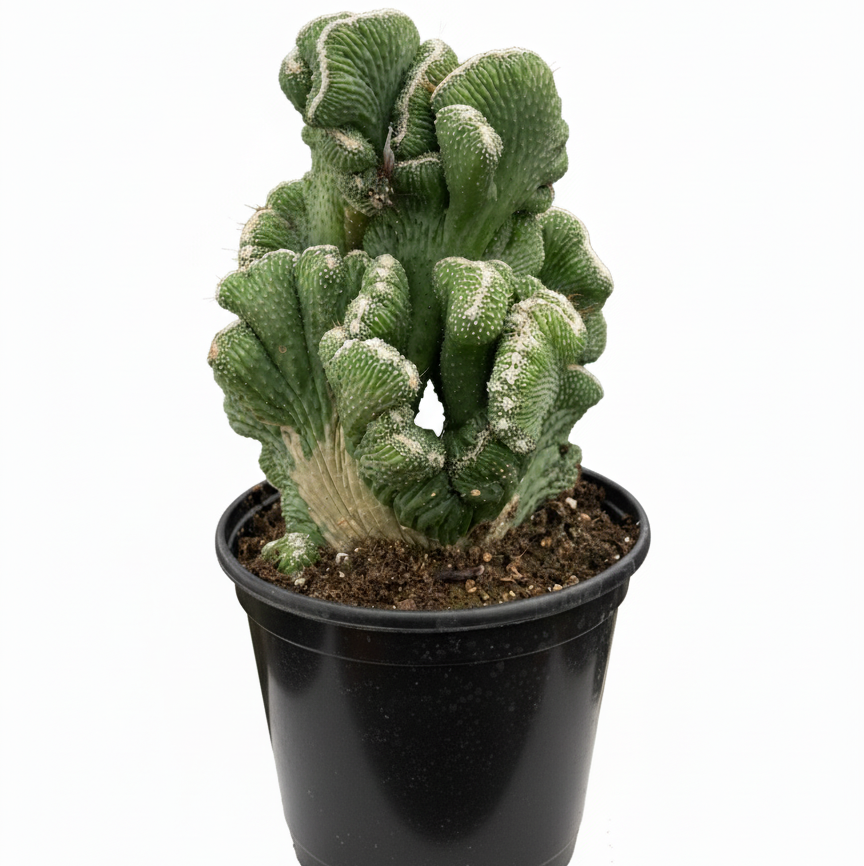 succulent plant that looks like coral Cereus Coral Green Cactus - Live Unusual, Coral-like Cactus For Sale