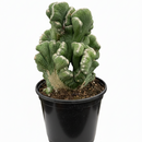 4 inch Cereus Coral Green Cactus, live cactus for sale, shop cactus online, Cereus Coral Green Cactus for sale near me