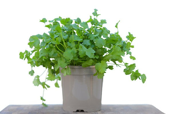 4 inch pot Cilantro Coriander, annual herbs, herbal plants, buy herbal plants online, where to buy herb plants near me