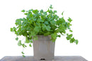 4 inch pot Cilantro Coriander, annual herbs, herbal plants, buy herbal plants online, where to buy herb plants near me
