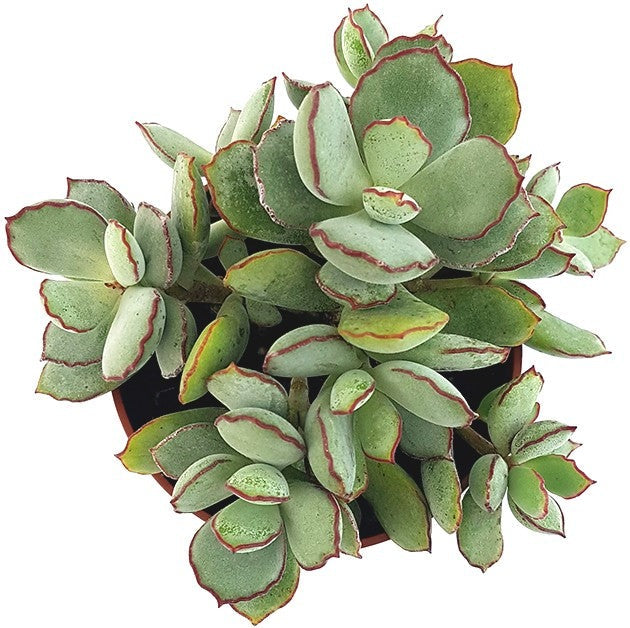 Cotyledon Papillaris Choco Line 2in, 4in for sale, Unique Succulent Plant for Gift Ideas