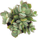 Cotyledon &#39;Papillaris Choco Line&#39; 4 inch in Grower Pot, succulents for sale in CA, Small decorative plants, Types of Cotyledon Succulents
