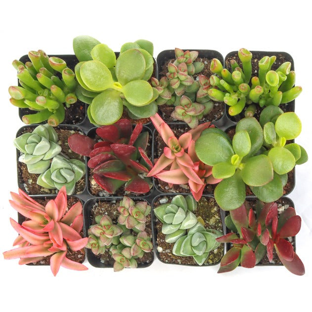 succulents for sale online Crassula Succulent Pack 2 Succulents / Plastic Pot