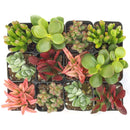 Unique Crassula Succulent Pack for Sale Online, Succulent Gift Decoration Ideas, How to care for Crassula Succulent Plant, How to grow Crassula Succulent Indoor, Live Healthy Succulent Assorted Pack for Sale, crassula, crassula plant, crassula succulent, crassula types, crassula varieties, types of crassula, crassula species, crassulas, succulent crassula