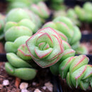 Crassula Jade Necklace