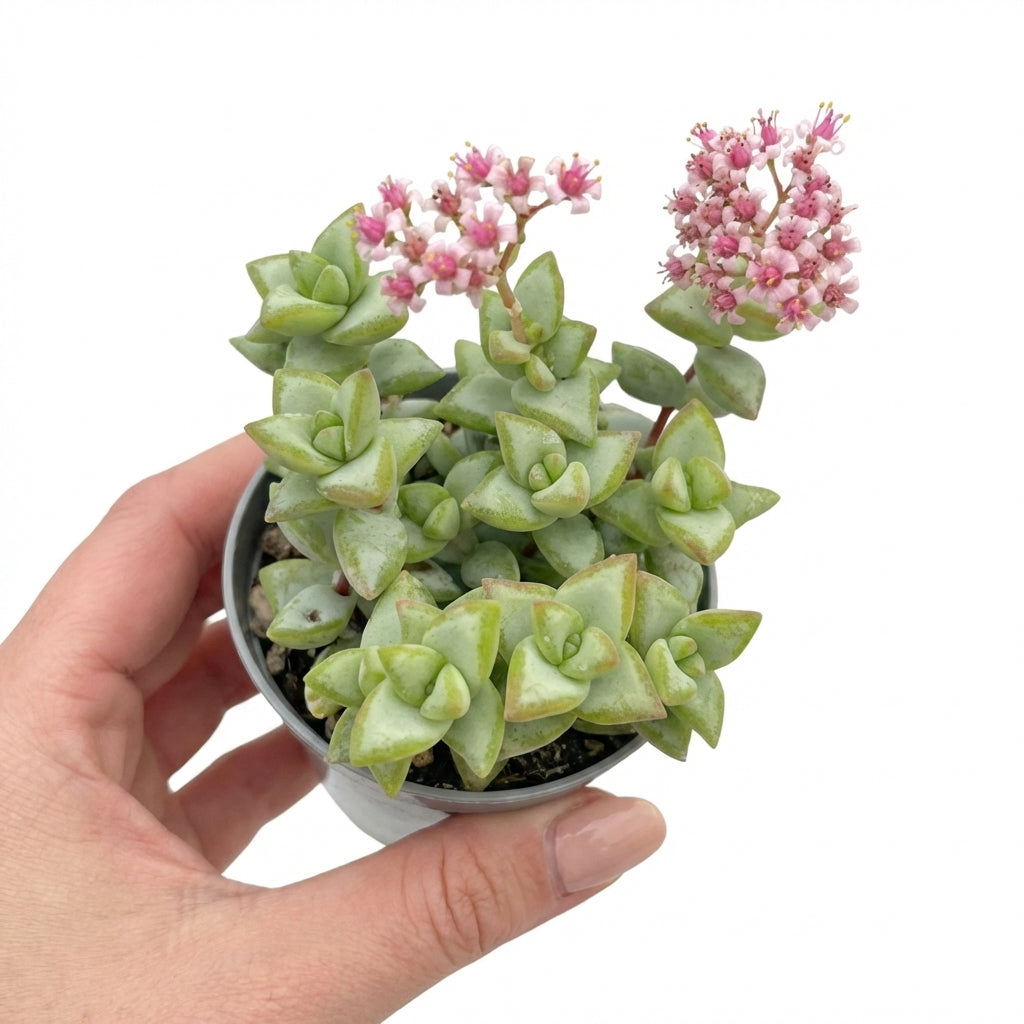 Crassula rupestris Rosary Vine