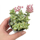 Crassula rupestris Rosary Vine