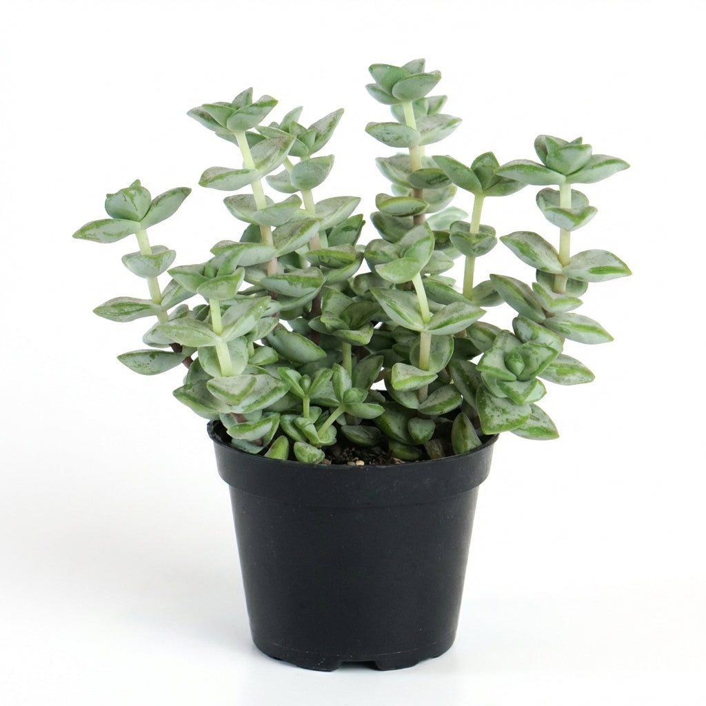 Crassula rupestris Rosary Vine
