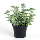 Crassula rupestris Rosary Vine