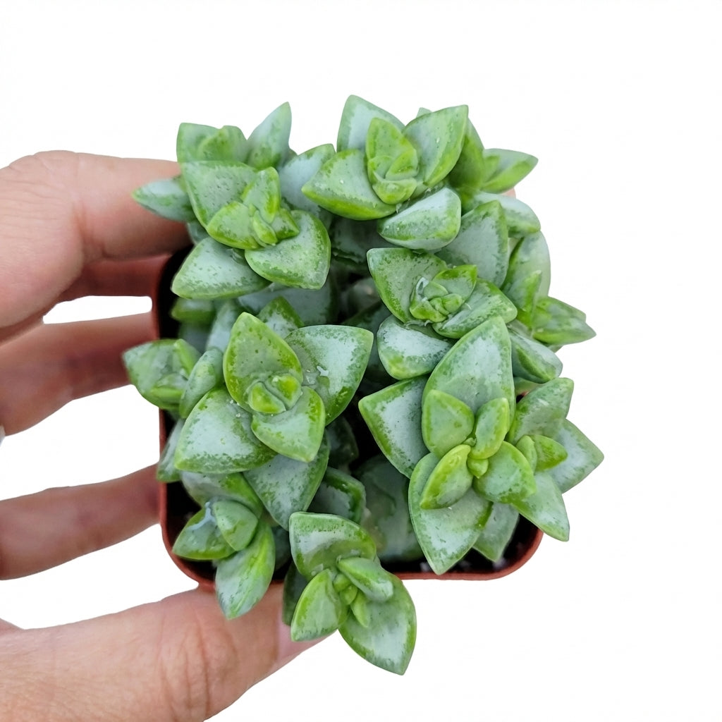 Crassula rupestris Rosary Vine