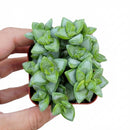 Crassula rupestris Rosary Vine