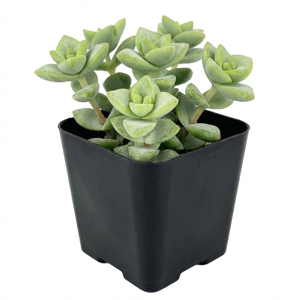 Crassula rupestris Rosary Vine