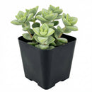 Crassula rupestris Rosary Vine