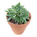 Crested Blue Atoll Echeveria for sale , succulent subscription, Succulents, succulents garden, succulent care, how to grow succulents, Succulents shop near me, succulent plant, monthly succulents, Blue Atoll Echeveria in California, How to grow Crested Blue Atoll Echeveria, echeveria, echeveria succulent, echeveria types, succulent echeveria, buy succulents online, succulent shop, succulent store, echeveria plant,  indoor succulents.