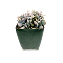 pink rosette succulent, purple rosette succulent, how to care for Crested Cubic Frost Echeveria Succulent, how to grow Crested Cubic Frost Echeveria Succulent, Crested Cubic Frost Echeveria Succulent For Sale,  succulent gift box, succulent home decor ideas, indoor succulents, echeveria, echeveria succulent, echeveria types, succulent echeveria, buy succulents online, succulent shop, succulent store, echeveria plant