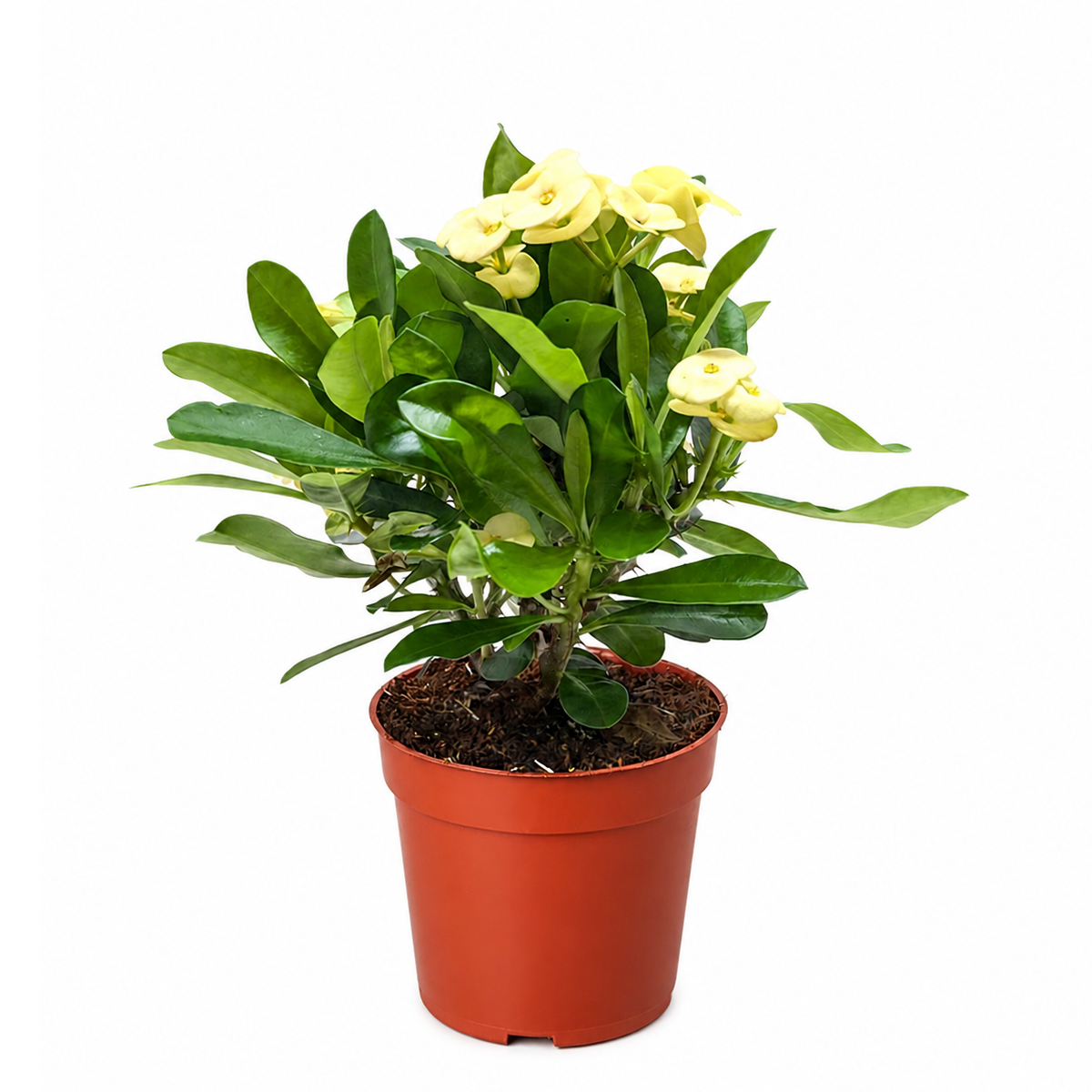4 inch yellow crown of thorn in plastic grower pot, yellow flowering indoor plants, small houseplants for tabletop decor