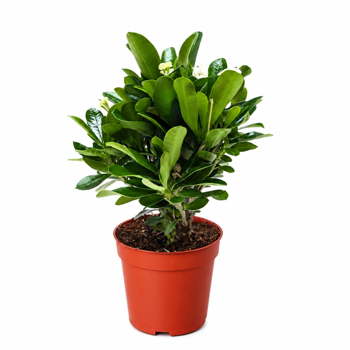 4 inch flowering houseplant in grower pot, small houseplants for indoor decoration, buy live plants online