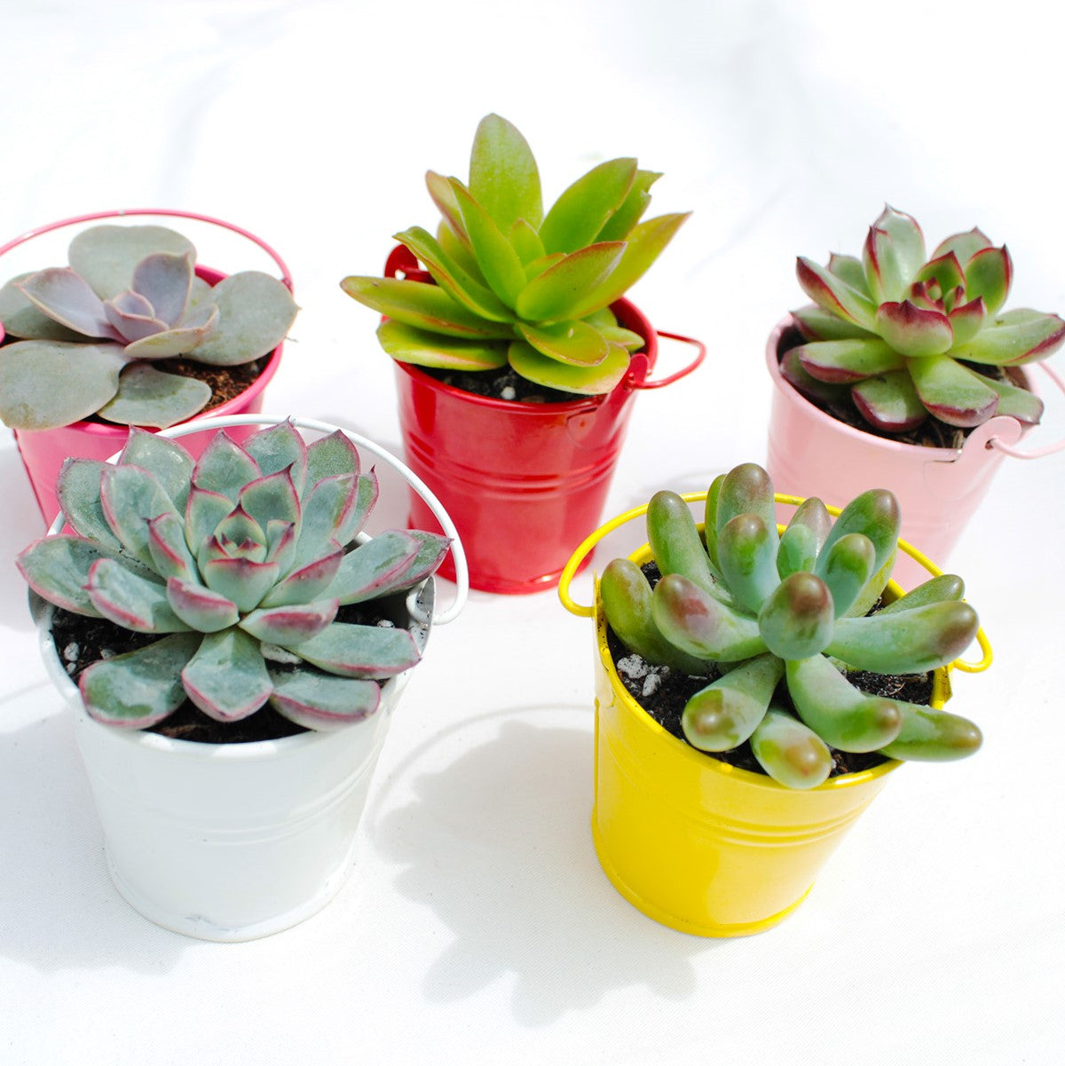 tin pail buckets, metal bucket, craft supplies, favor tin pail, succulent pot, succulent box, garden gift, succulent garden, succulent party, metal pot