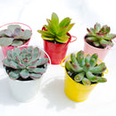 tiny white buckets, craft supplies, favor tin pail, white pot, succulent pot, succulent box, garden gift, succulent garden, succulent party, metal pot
