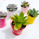 tiny white buckets, craft supplies, favor tin pail, white pot, succulent pot, succulent box, garden gift, succulent garden, succulent party, metal pot