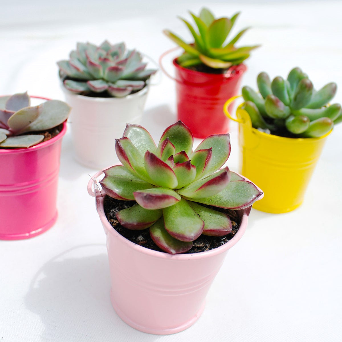 Colored Tin Pail for sale, Colored tin bucket, colored tin pail with lid