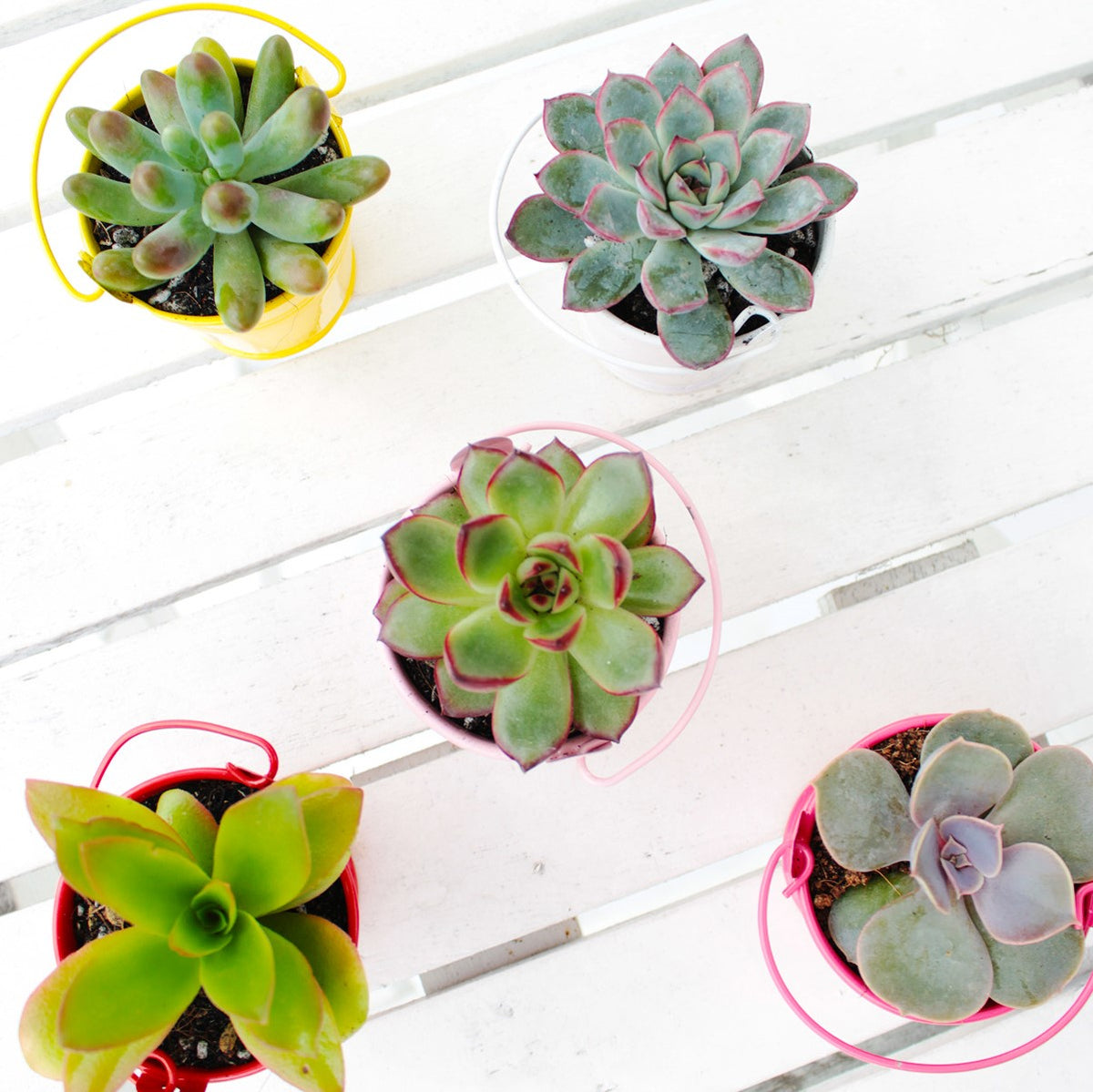 succulent accessories, Colored Tin Pail, 2.5 inch tin pail, small pot for succulents