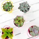 tiny white buckets, craft supplies, favor tin pail, white pot, succulent pot, succulent box, garden gift, succulent garden, succulent party, metal pot