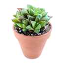 succulent care guide, succulents store in CA, succulents garden, succulent care tips, cactus, Rare succulents, Haworthia Cuspidata in California