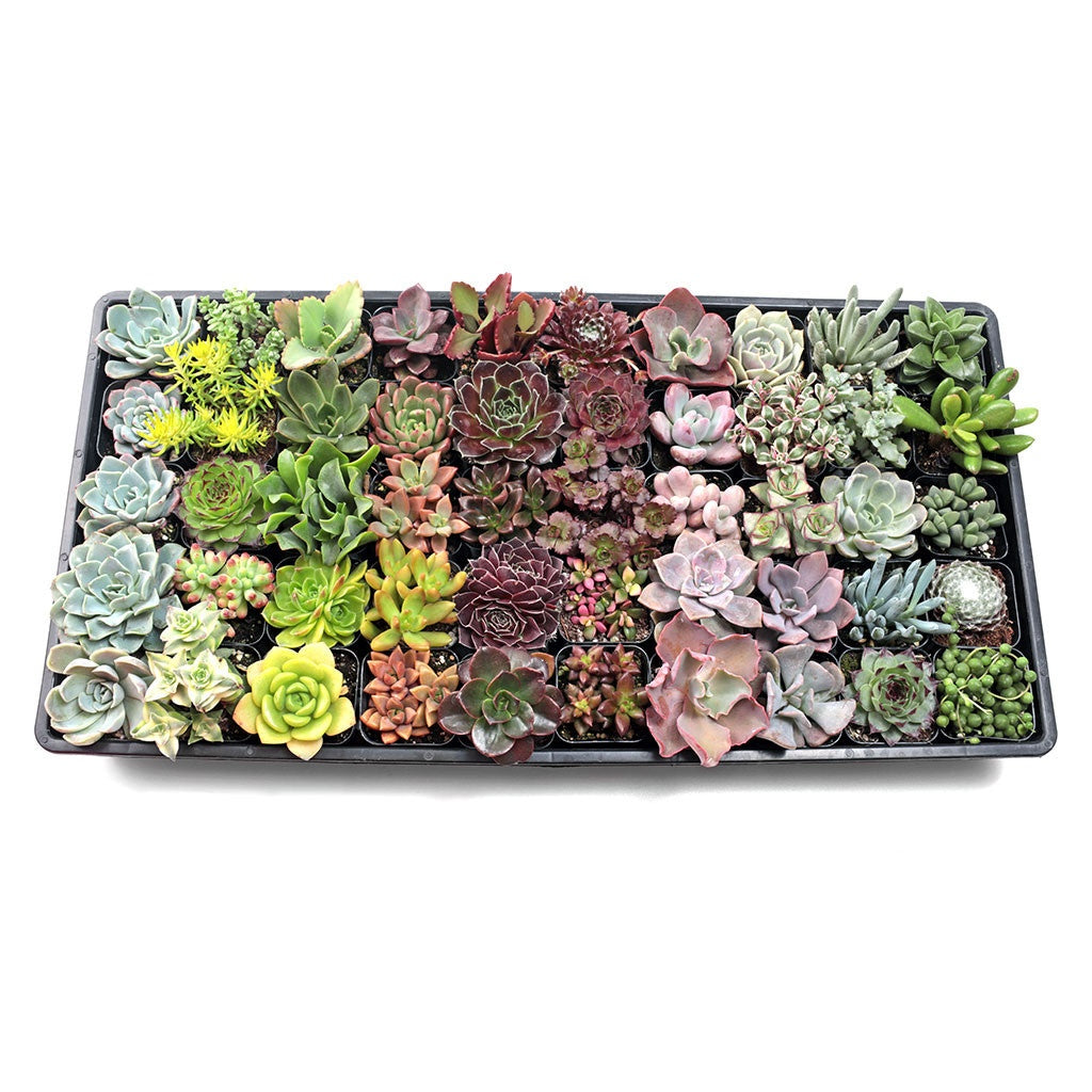 an overhead view of a custom succulent pack featuring various small potted succulents with diverse leaf shapes and colors arranged in a natural setting