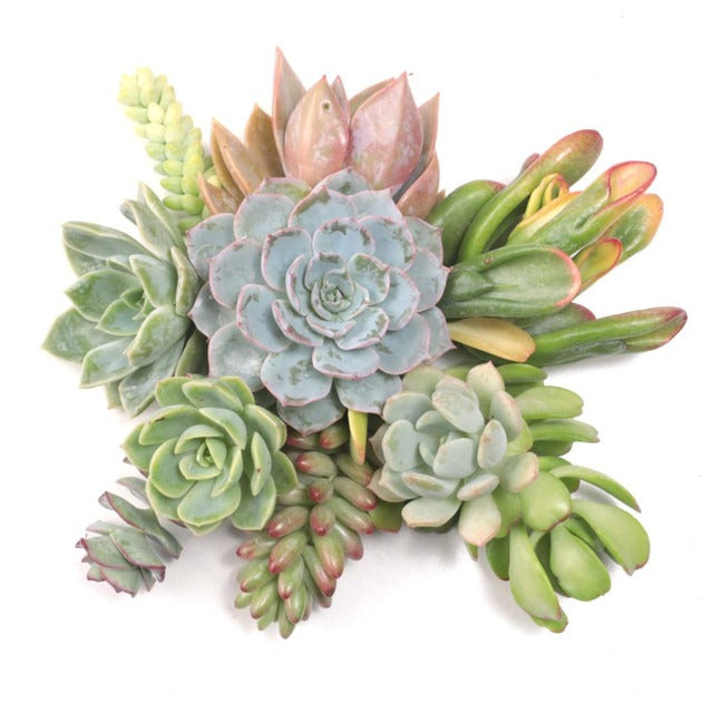 Live Succulents, Succulent Cuttings, Bulk Succulents, Propagation Pack, Unrooted Plants, Assorted Succulents