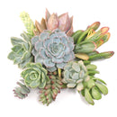 DIY Terrarium Kit, Wedding Favors, Party Favors, Succulent Gift, Fairy Garden Plants, Indoor Gardening